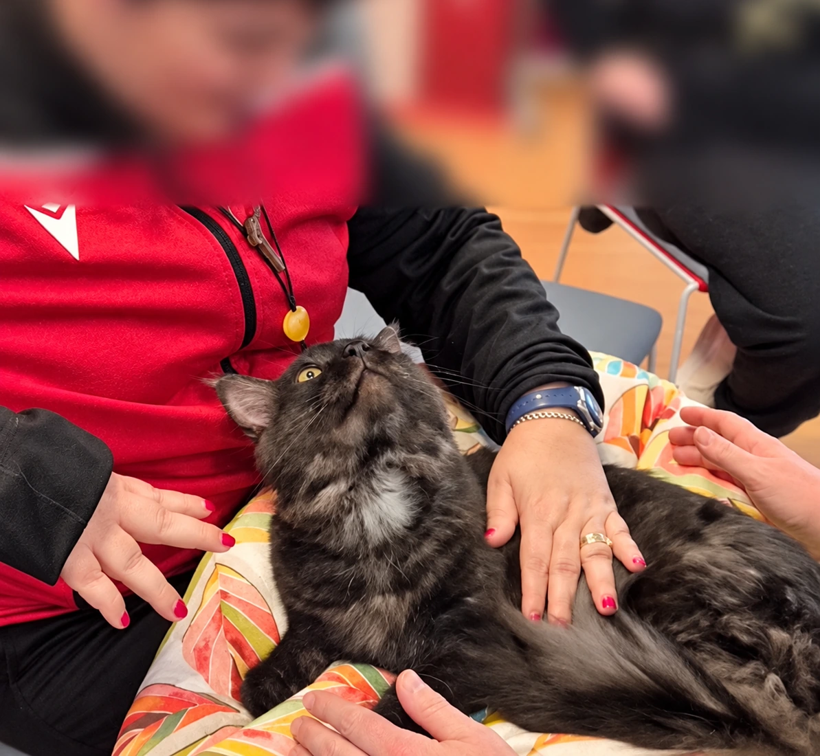 Artù sdraiato in grembo mentre più mani lo accarezzano