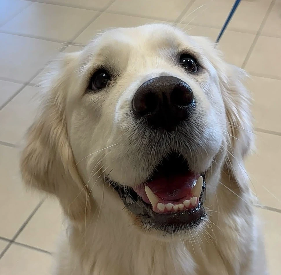 Cleopatra, cane golden retriever dal pelo bianco, sorridente