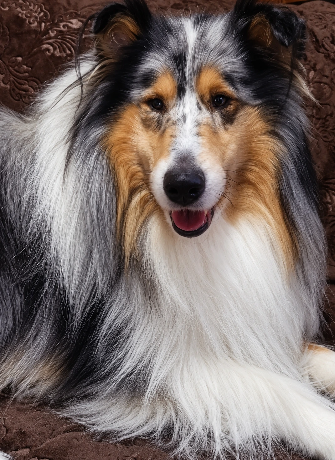 Ice, cane collie blu merle, in primo piano