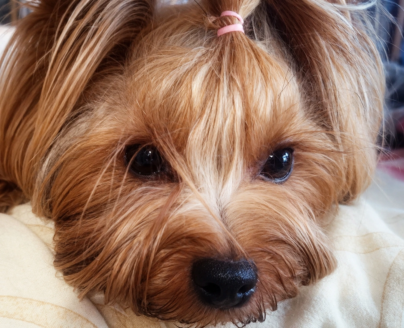 Idefix, cane Yorkshire con il codino rosa, in primo piano
