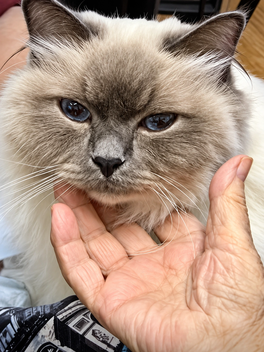 Merlino, gatto birmano dagli occhi azzurri, accarezzato sotto il mento
