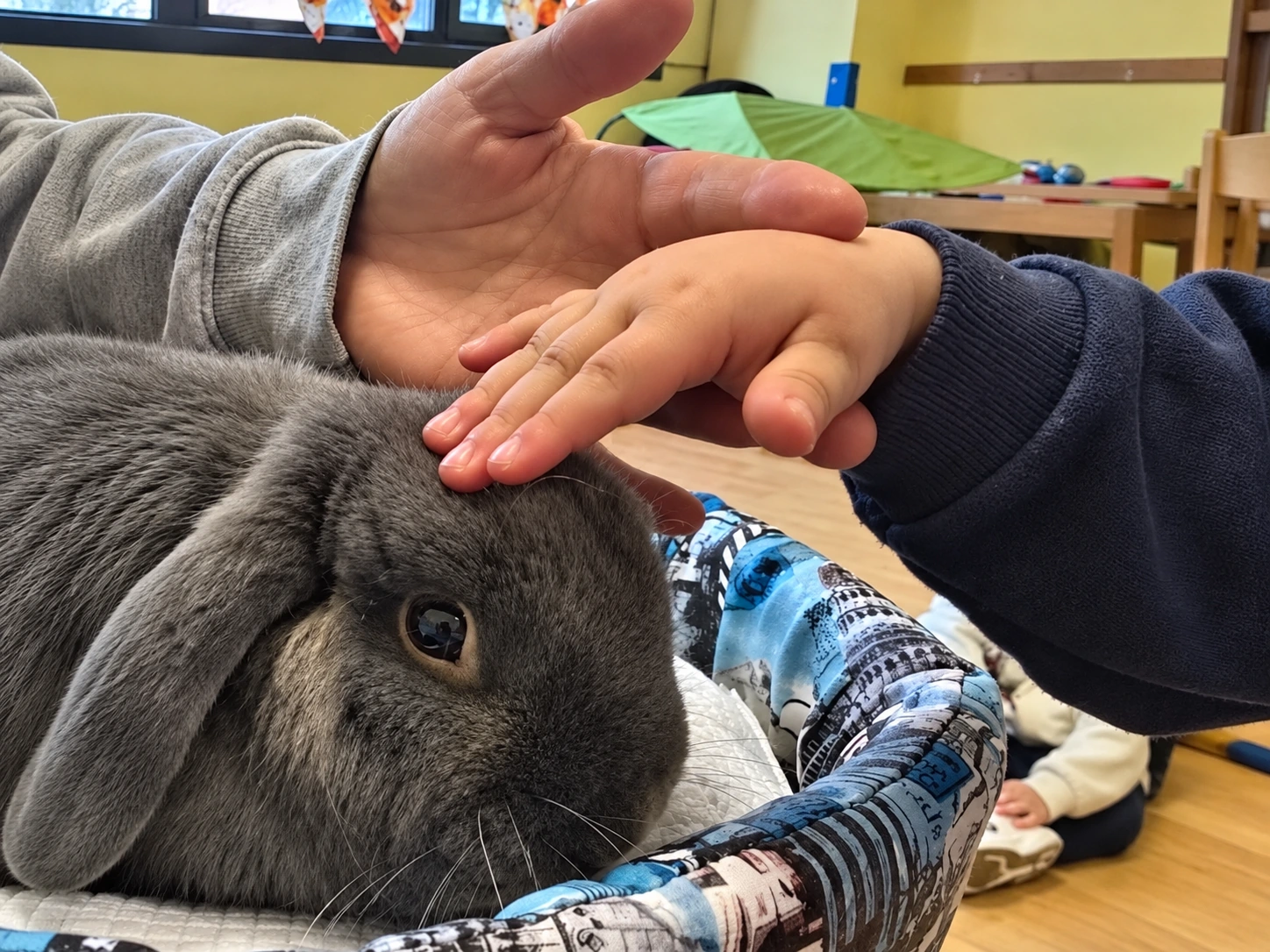 Oliver, coniglio ariete grigio, accarezzato dalla mano di un adulto e di un bambino