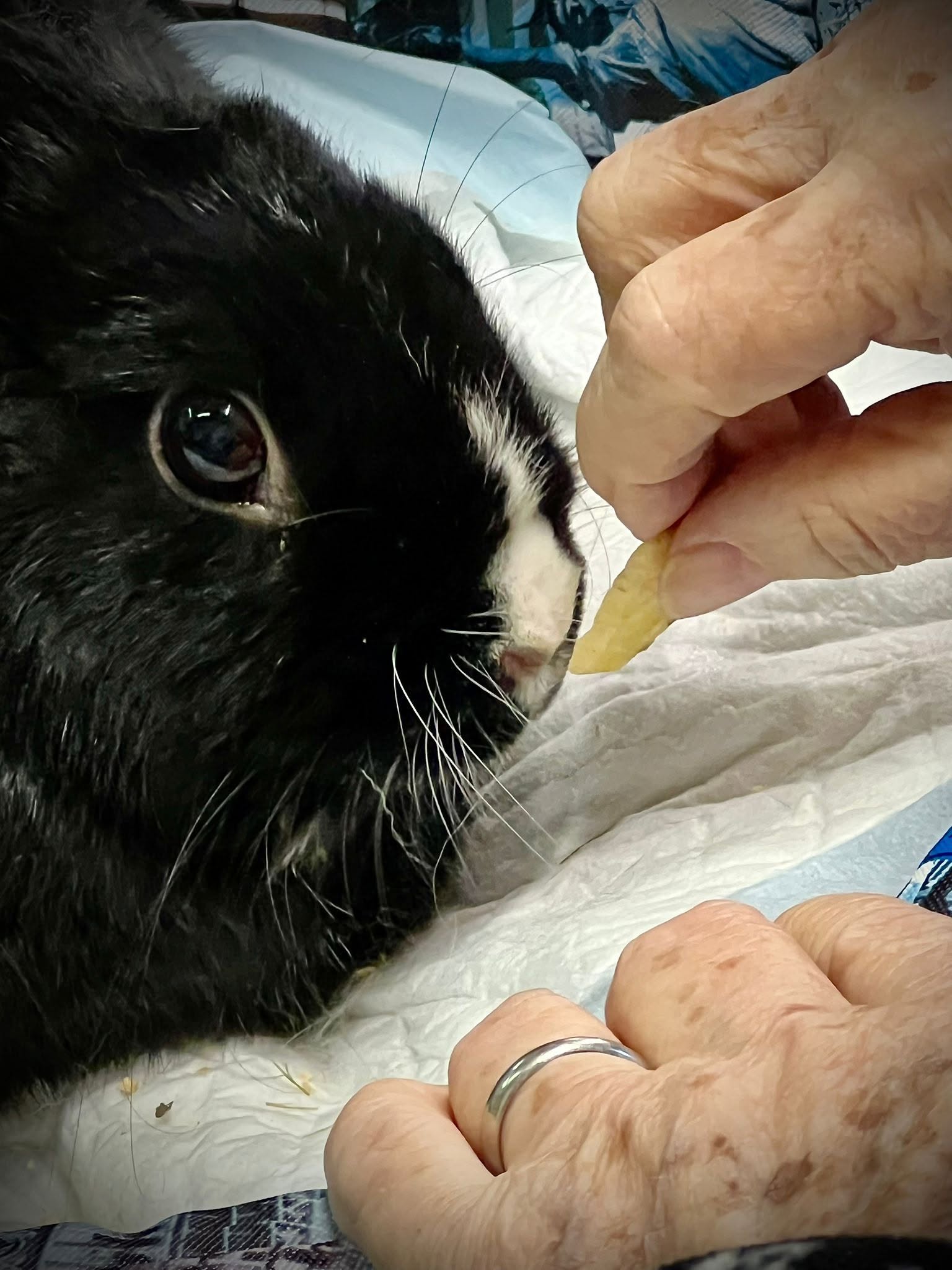Teo riceve un bocconcino dalla mano di una persona